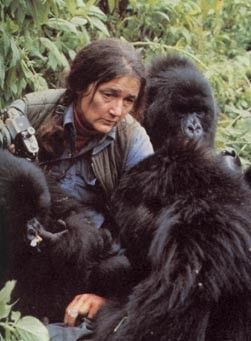 DIANE FOSSEY